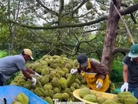 Đề nghị Bộ Công an vào cuộc xử lý việc mua bán mã số vùng trồng