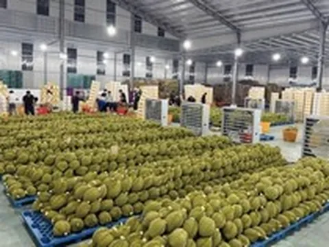 Cuộc đua kiểm nghiệm sầu riêng xuất khẩu: Container ùn ứ, doanh nghiệp 'hụt hơi'