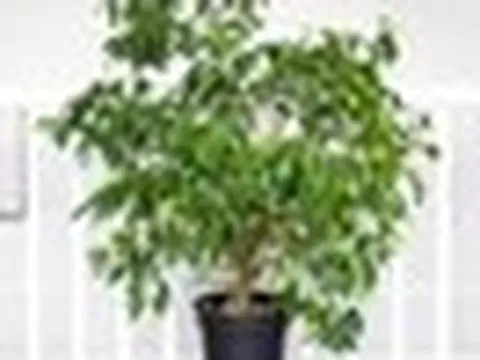 8 loại cây chớ nên trồng trong nhà