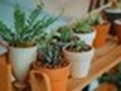 5 loại cây không nên trồng trong nhà