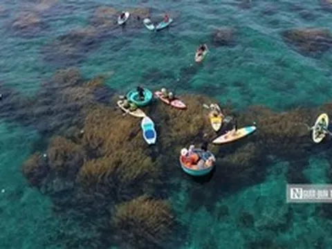 Về Nhơn Hải ngắm cánh đồng rong mơ dưới đáy biển
