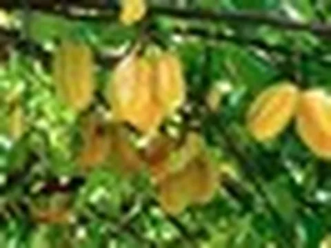 Vì sao người xưa thường trồng cây khế trong sân nhà?