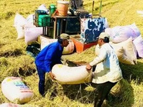 Thời cơ nâng giá trị gạo Việt