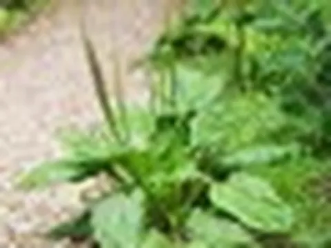 Báo Cuba thông tin về một loại cây mọc dại ở Việt Nam: Có hàng loạt tác dụng bất ngờ