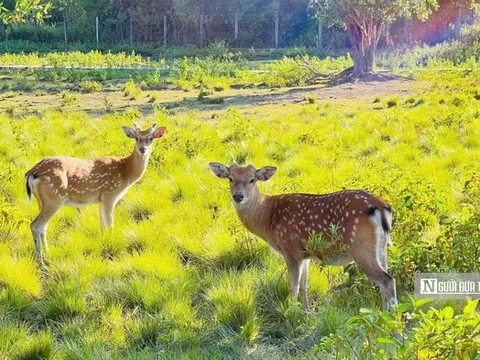 Vườn Quốc gia Kon Ka Kinh, "nóc nhà của Gia Lai" mở cửa đón khách
