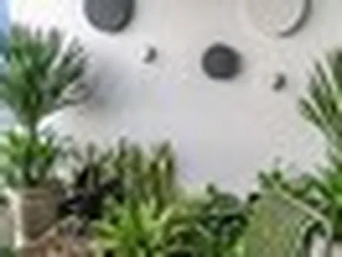 2 hướng trồng cây trong nhà: Trồng đúng sẽ có đủ tài lộc, sức khỏe