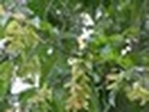 Người xưa dặn "nhà nên tựa núi": 3 cây trồng sau nhà giúp "đời đời thịnh vượng"