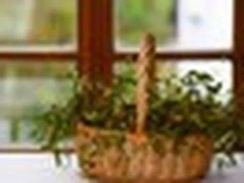 6 loại cây "hút cạn" may mắn, chớ nên đặt trong nhà