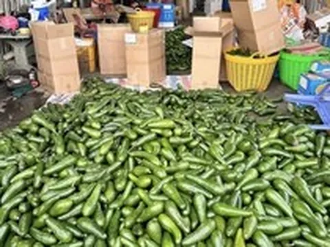 Bơ đặc sản từng ‘gây sốt’ nay rớt giá thê thảm