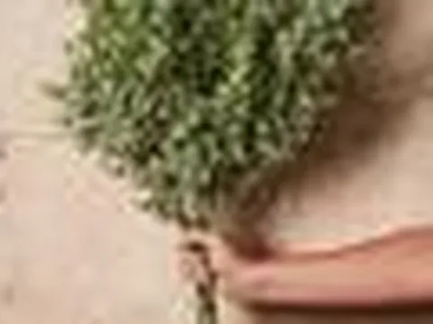 Muỗi rất sợ 5 mùi này: Hãy xịt quanh nhà ngay!