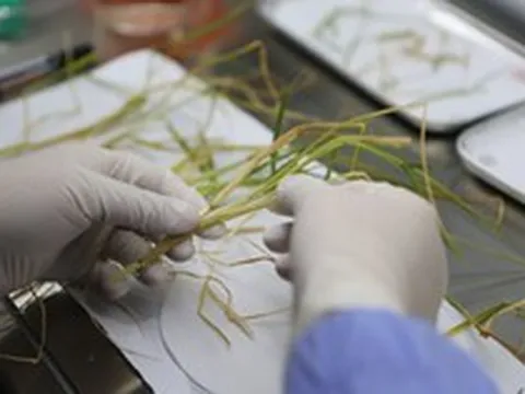 Một loại lúa gạo "thần kỳ" của Trung Quốc đang gây kinh ngạc thị trường