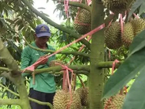Tỉnh Đắk Lắk mở rộng vùng trồng sầu riêng đạt chuẩn xuất khẩu chính ngạch sang Trung Quốc