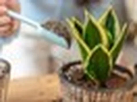 Chuyên gia phong thủy: Đây là 6 vị trí tốt nhất để đặt cây lưỡi hổ trong nhà