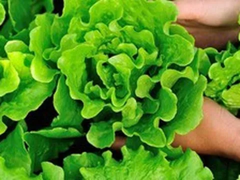 Tin vui cho những người thích ăn rau xà lách!