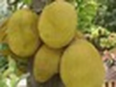 Nhiều gia đình trồng mít trong sân vườn, hóa ra không chỉ để lấy quả