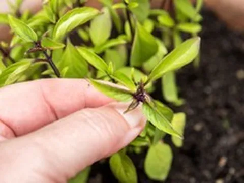 Vì sao nhiều người trồng một chậu cây húng quế trong nhà? Hóa ra không chỉ để lấy rau ăn
