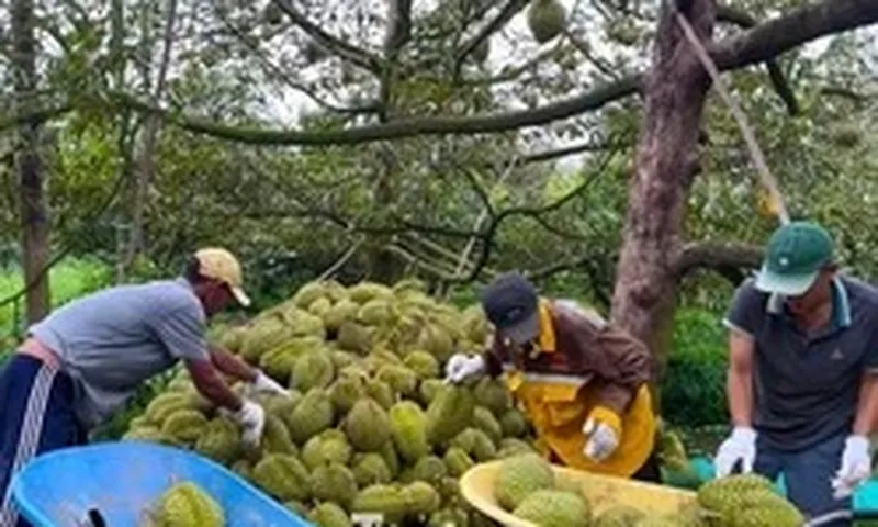 Đề nghị Bộ Công an vào cuộc xử lý việc mua bán mã số vùng trồng