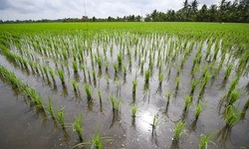 Làm được mà không chứng minh được: Điều gì cản bước đề án 1 triệu hecta lúa của Việt Nam hóa "mỏ vàng"?